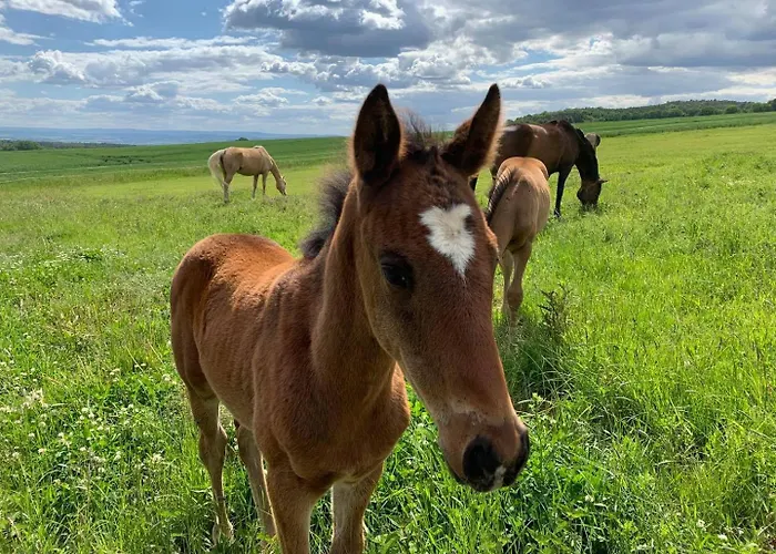 アパート Landquartier - La Primera